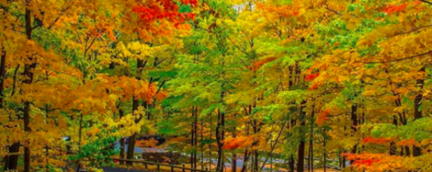 The CarGurus Guide to Leaf Peeping